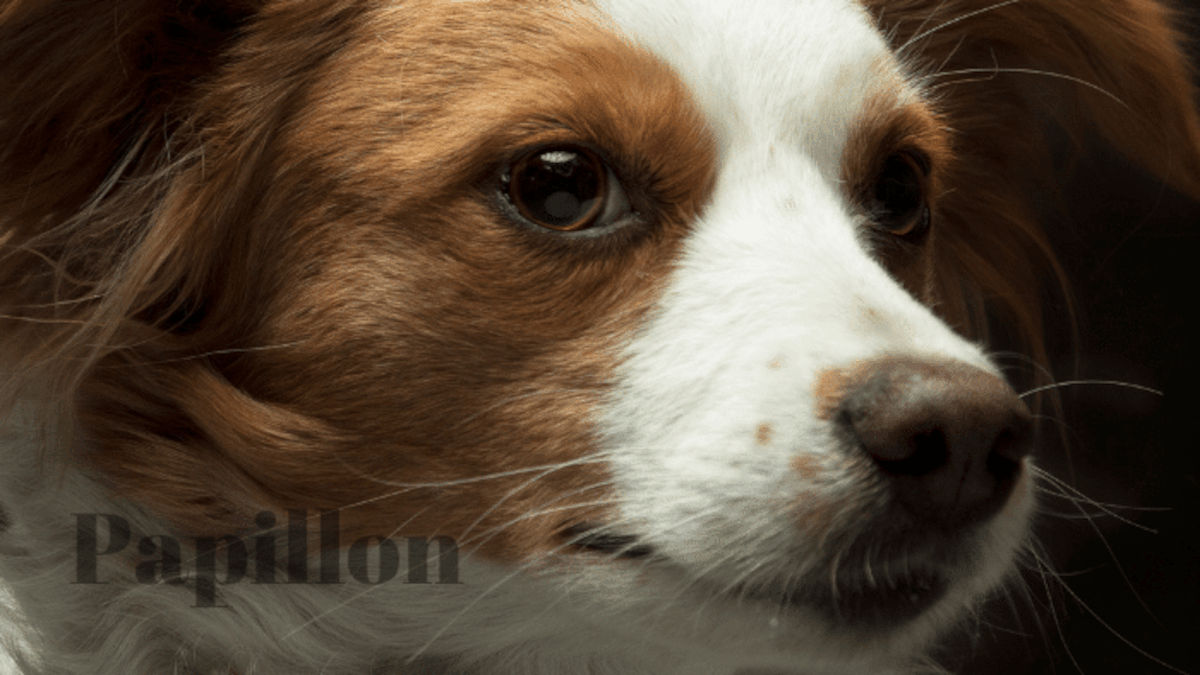 Cães Papillon: oferece foco total no tutor e baixa reatividade a barulhos externos nos corredores. Foto: Divulgação