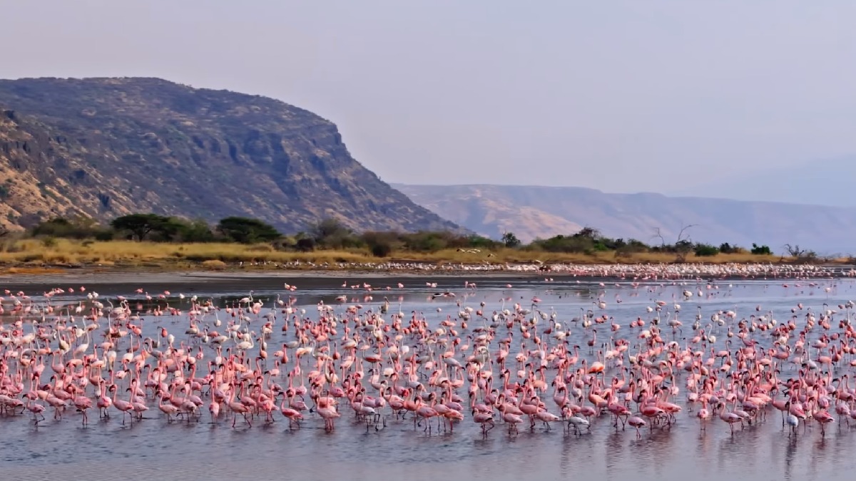 A temperatura das águas pode atingir os 60°C, contribuindo para o cenário inóspito e fascinante do Natron. Foto: Reprodução/Youtube