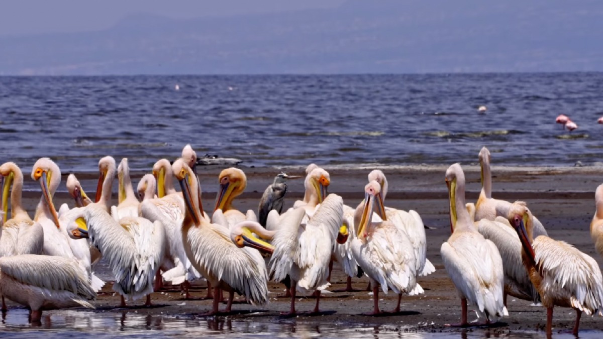 O visual avermelhado do lago esconde uma composição química extrema, capaz de preservar corpos de animais por anos. Foto: Reprodução/Youtube