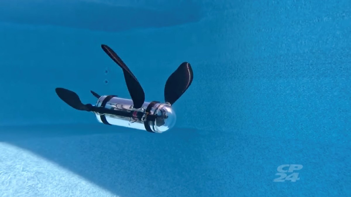 O projeto canadense une biomimética e IA embarcada para transformar a coleta de dados ambientais nos oceanos e lagos. Foto: Reprodução/Youtube