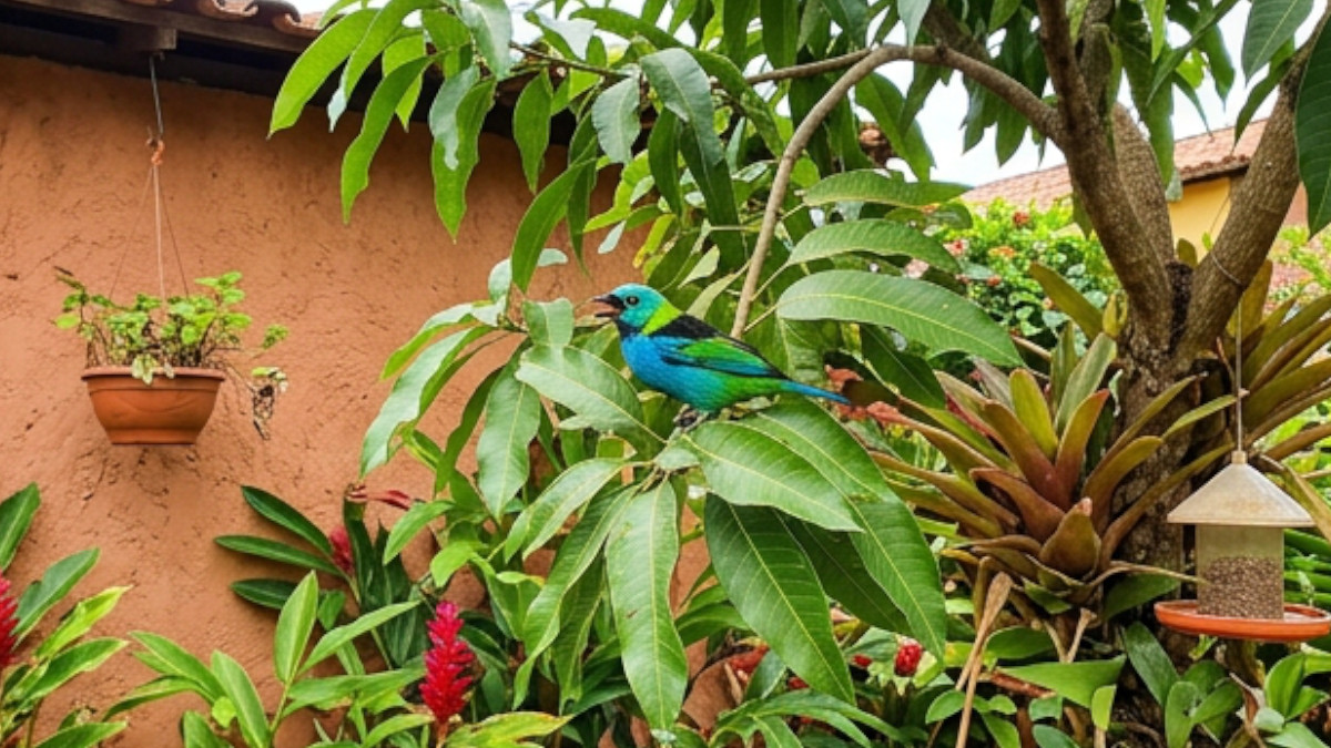 Indicadores biológicos: a presença e a variedade de aves revelam a boa qualidade ambiental e a conservação da vizinhança. Foto: Ilustração/Gazeta de S. Paulo