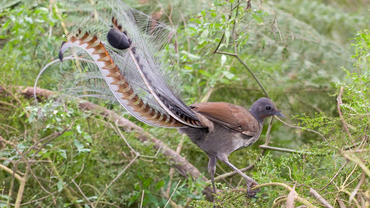 O título de ave mais "sinistra" em termos de habilidade, no entanto, pode pertencer à Ave-lira (Lyrebird).