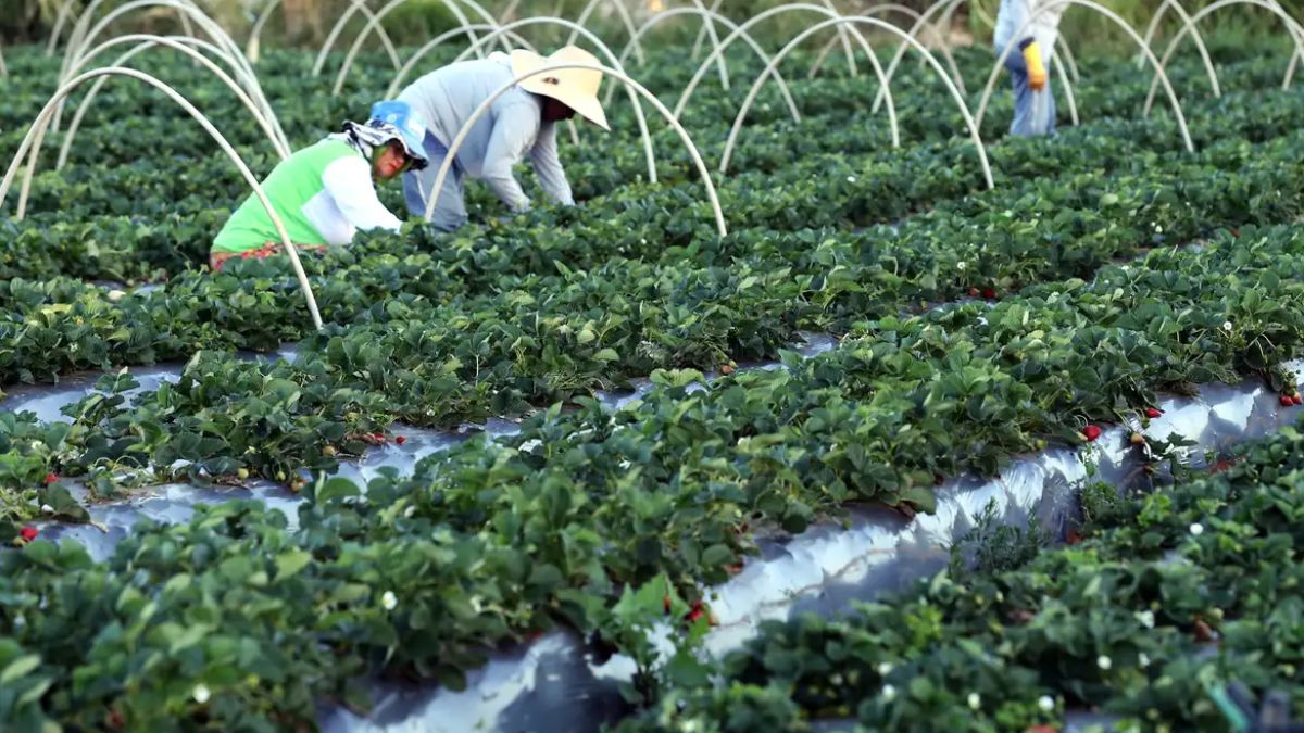 Novas janelas de oportunidade para investimentos surgem com a exclusão de restrições em contratos de crédito agrícola anteriores a 2015. Valter Campanato/Agência Brasil