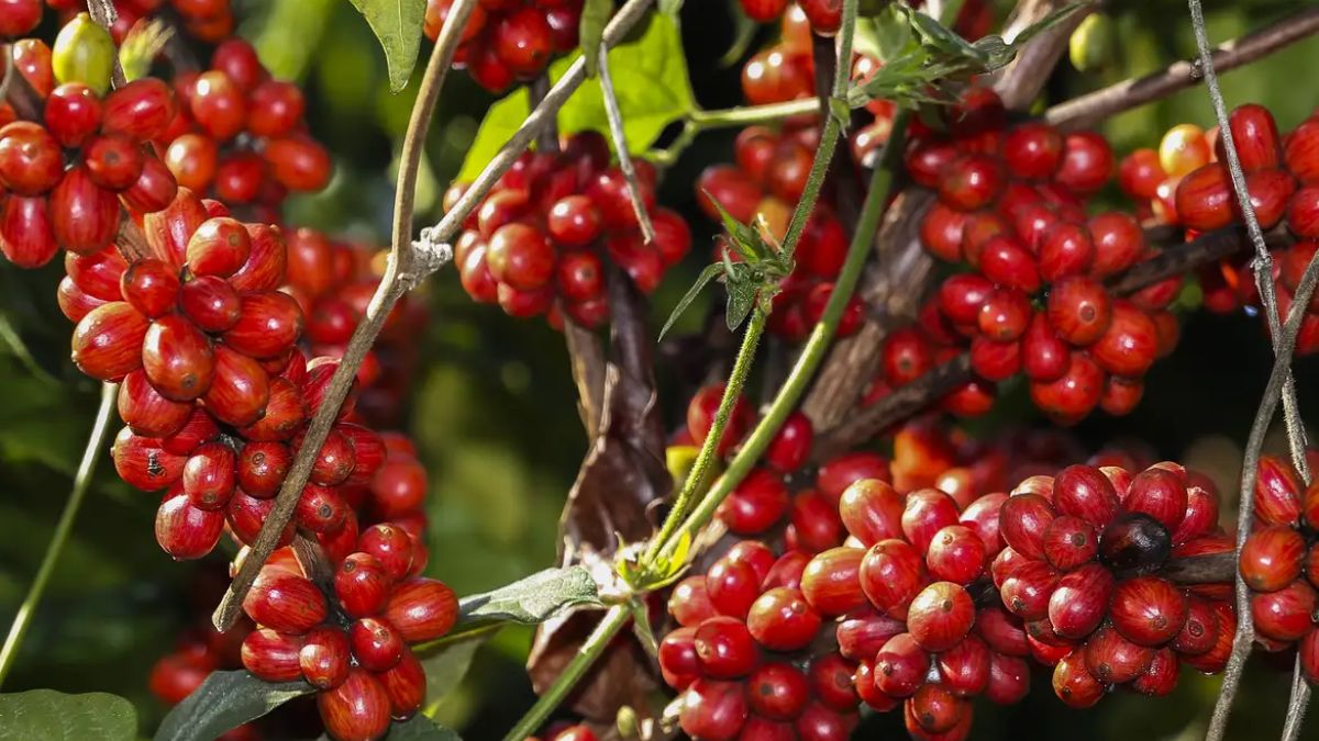 Na ponta final da cadeia, padarias e pequenos comércios absorvem os reajustes de energia e insumos, recalculando o valor do cafezinho servido na hora. Valter Campanato/Agência Brasil