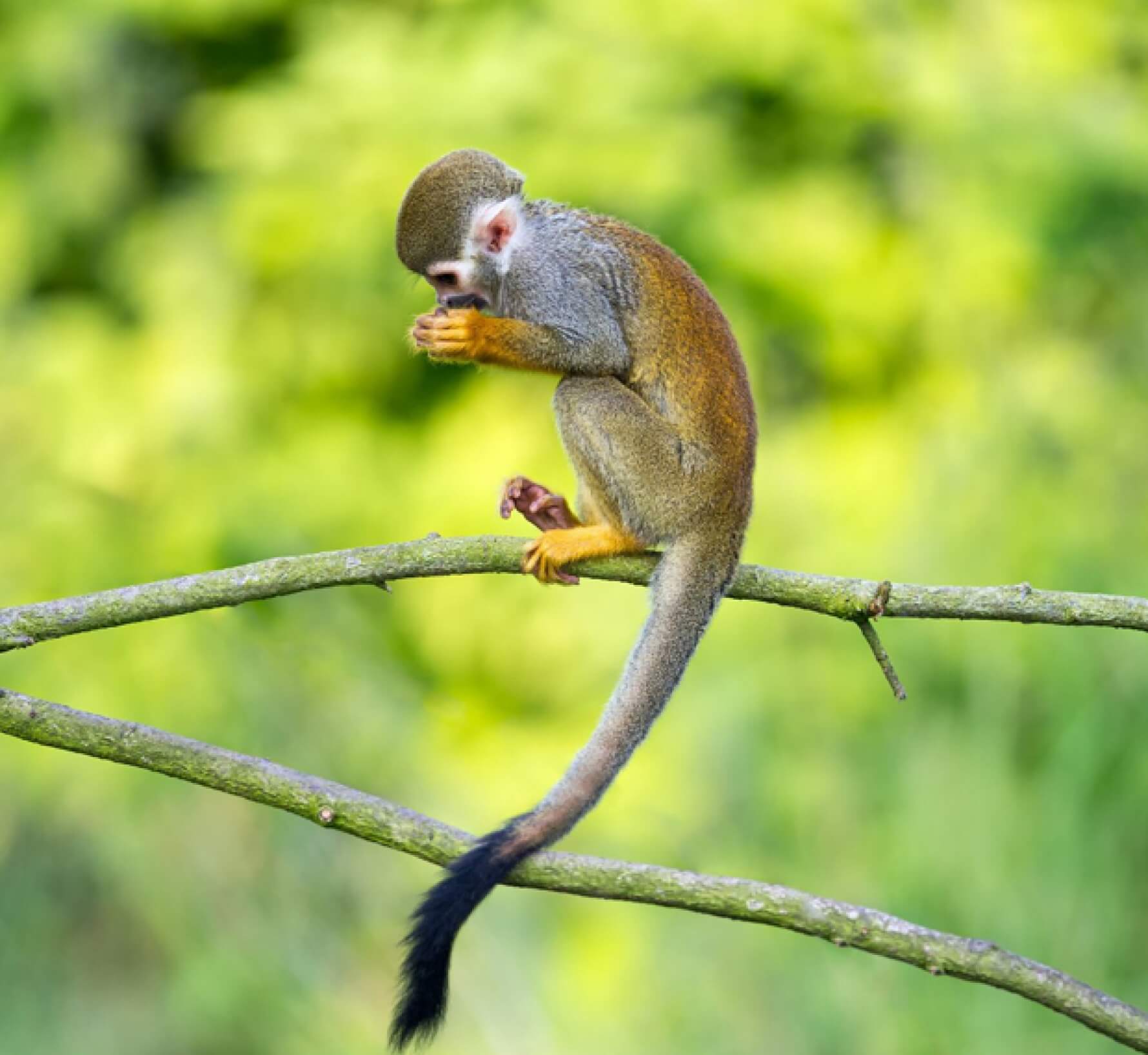 Macaque in the trees
