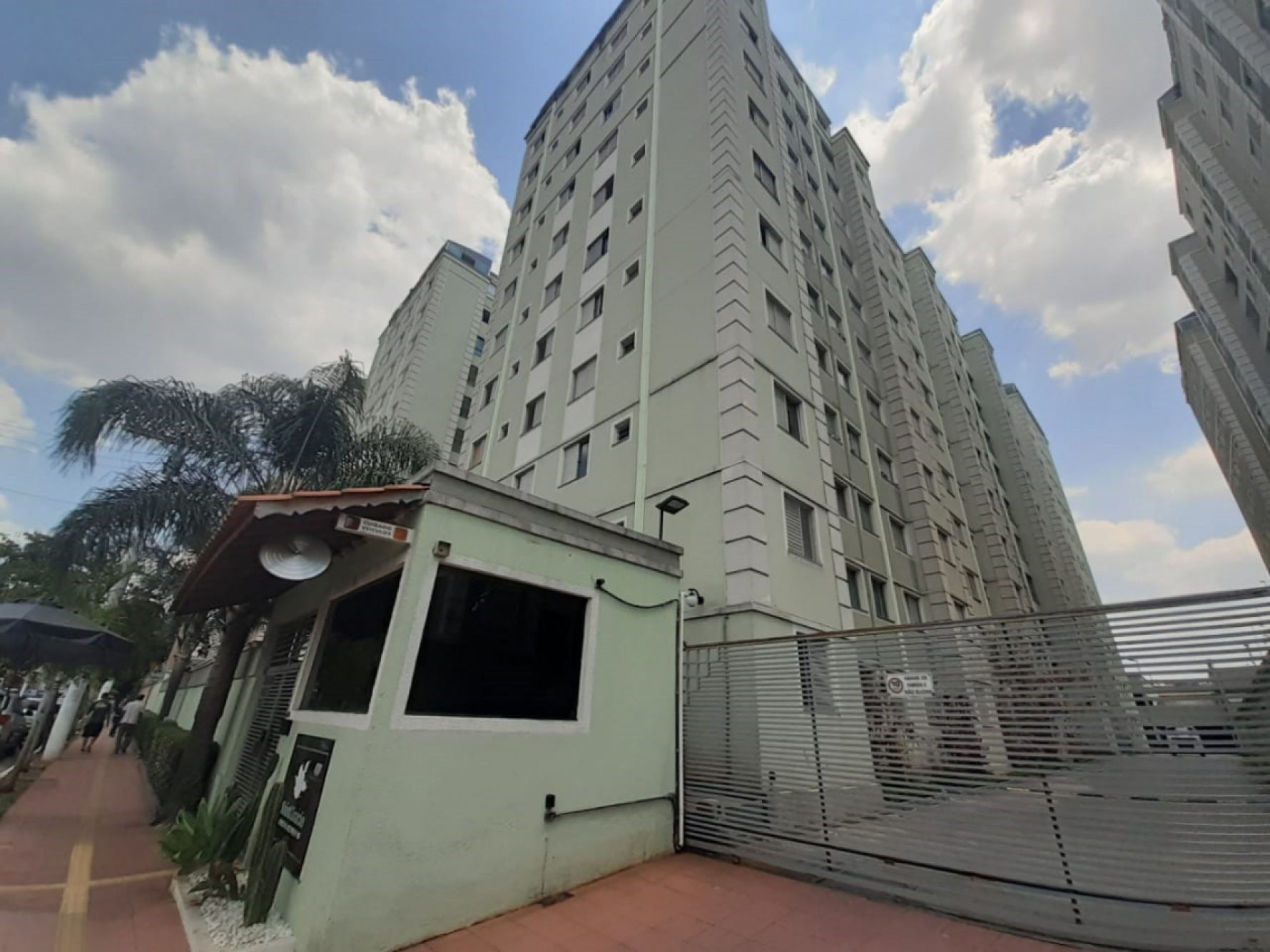 Macaque in the trees