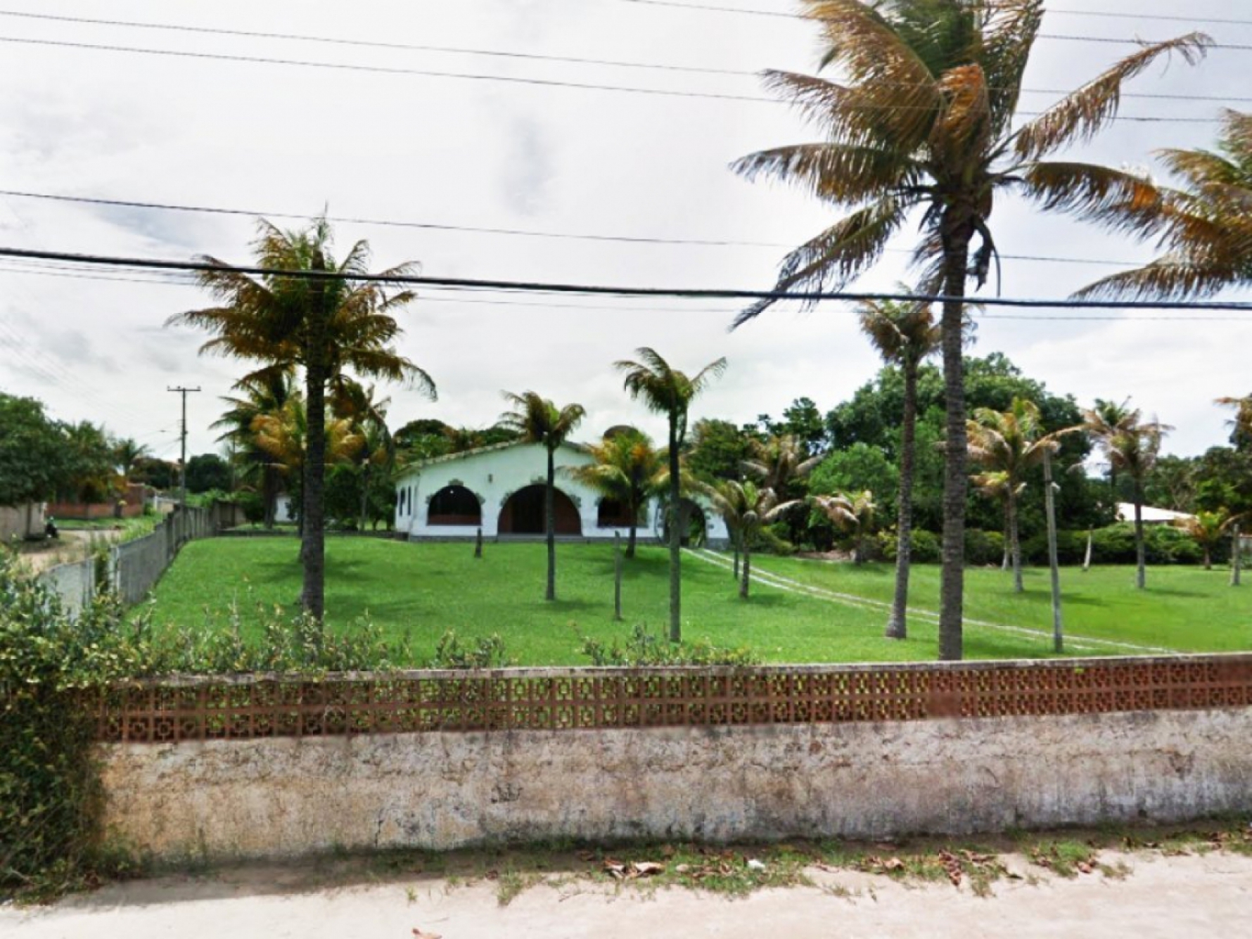 Divulgação/Mega Leilões Macaque in the trees