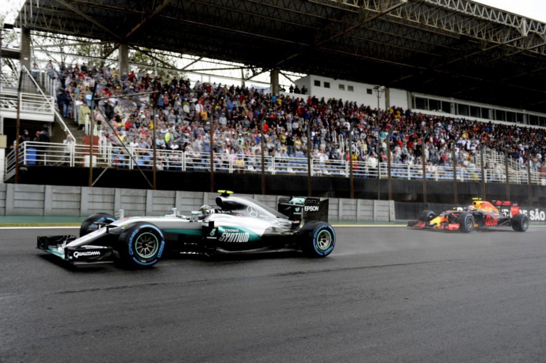 Formula 1 deve movimentar R$ 670 milhões no estado de São Paulo Macaque in the trees