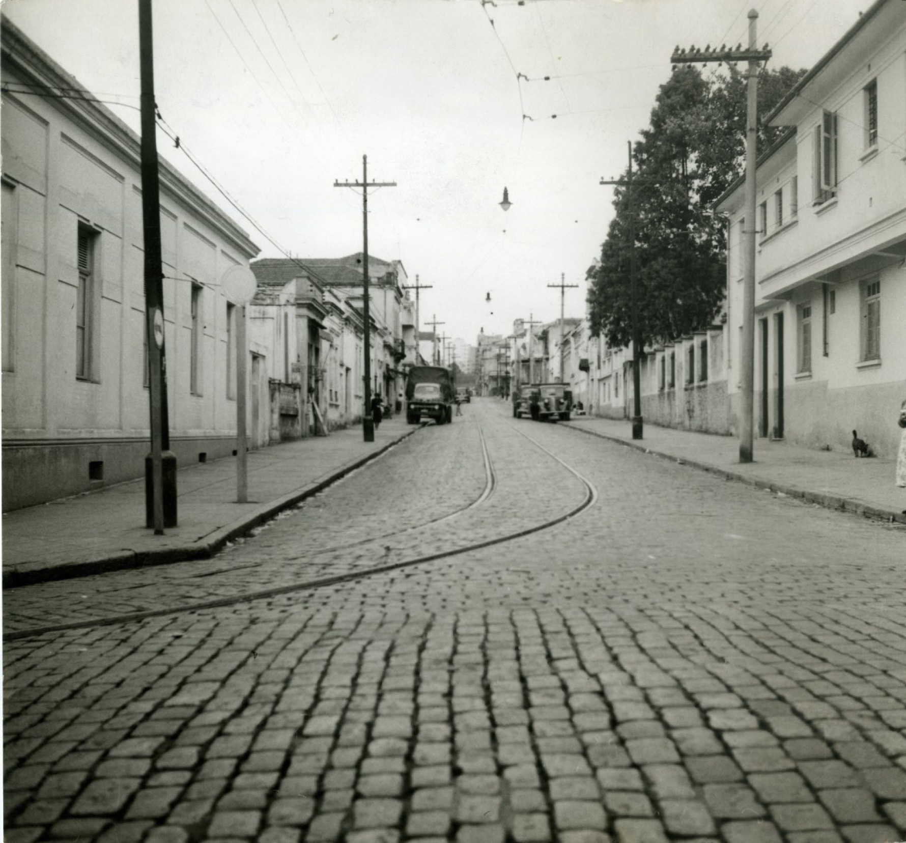 Vista do bairro do Bixiga, em São Paulo 1958 Macaque in the trees