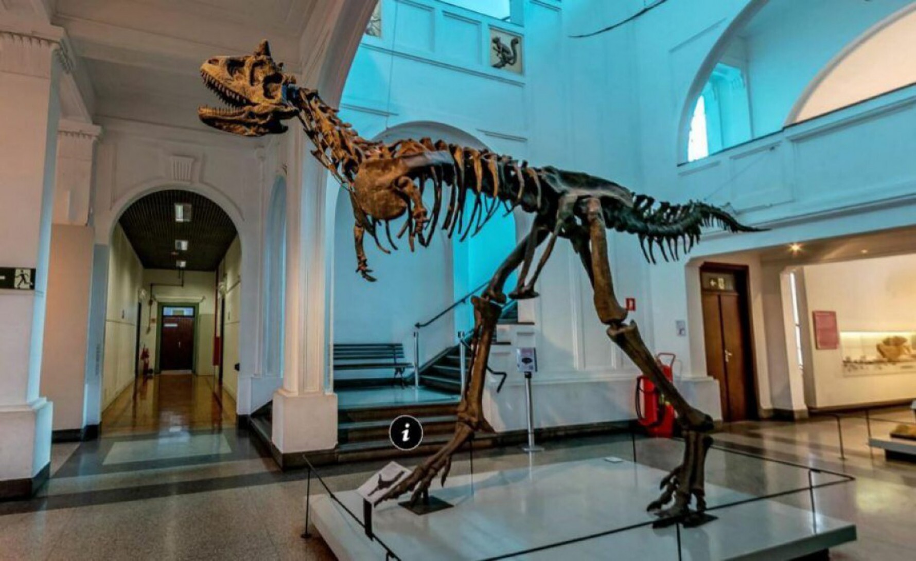 O Museu de Zoologia da USP costuma atrair famílias com crianças ávidas por dinossauros Macaque in the trees