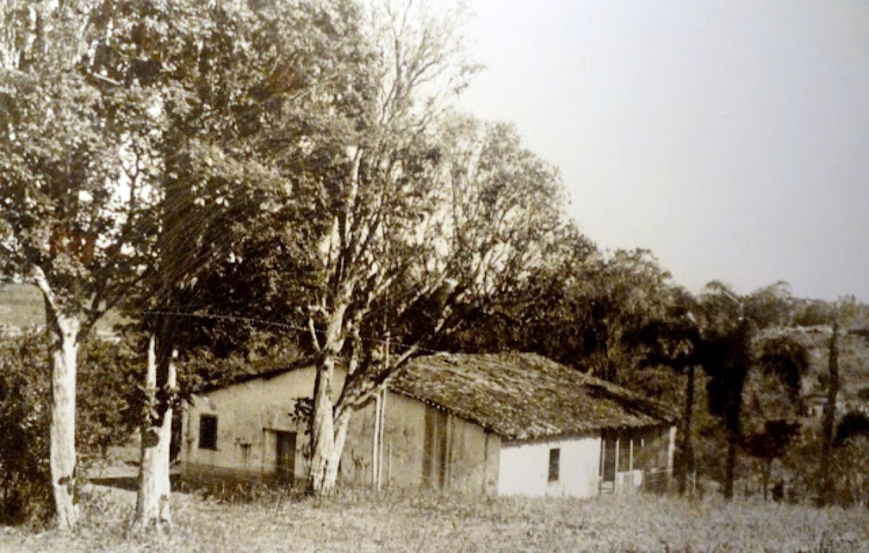 O Sítio da Ressaca foi tombado no ano de 1972 e restaurado entre os anos de 1978 e 1986 Macaque in the trees